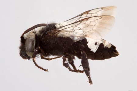 [Isepeolus wagenknechti female (lateral/side view) thumbnail]